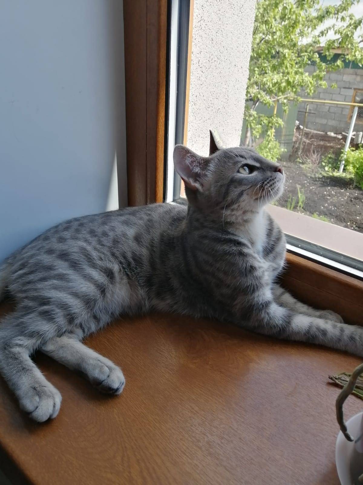 Пропал котик