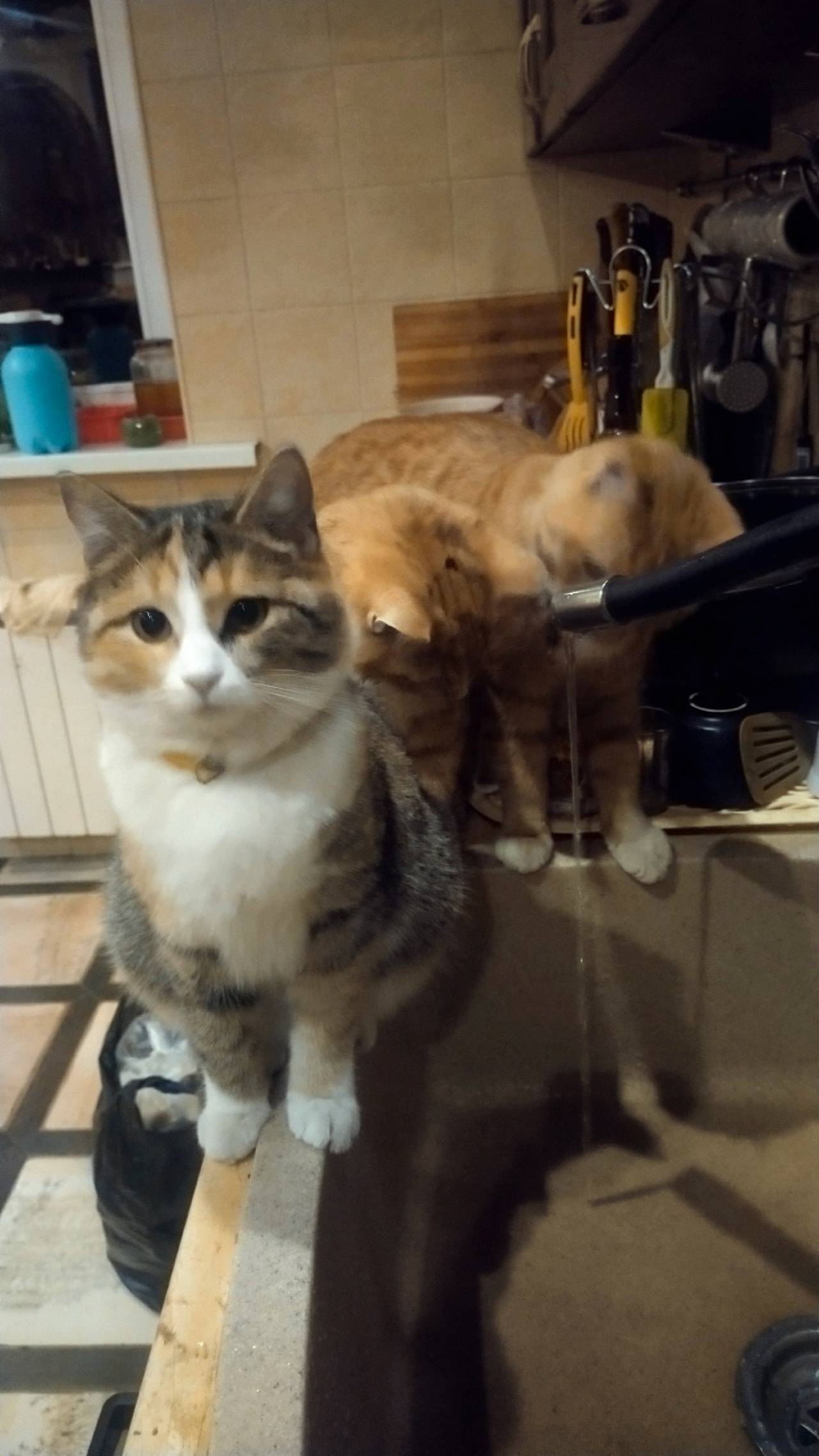 SOS!!!Пропала кошка в Обухово ...