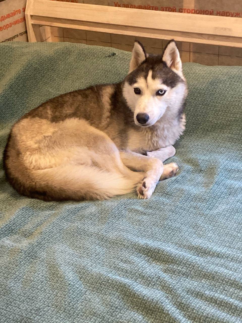 Добрый день! В Пос. Шапки Лени...