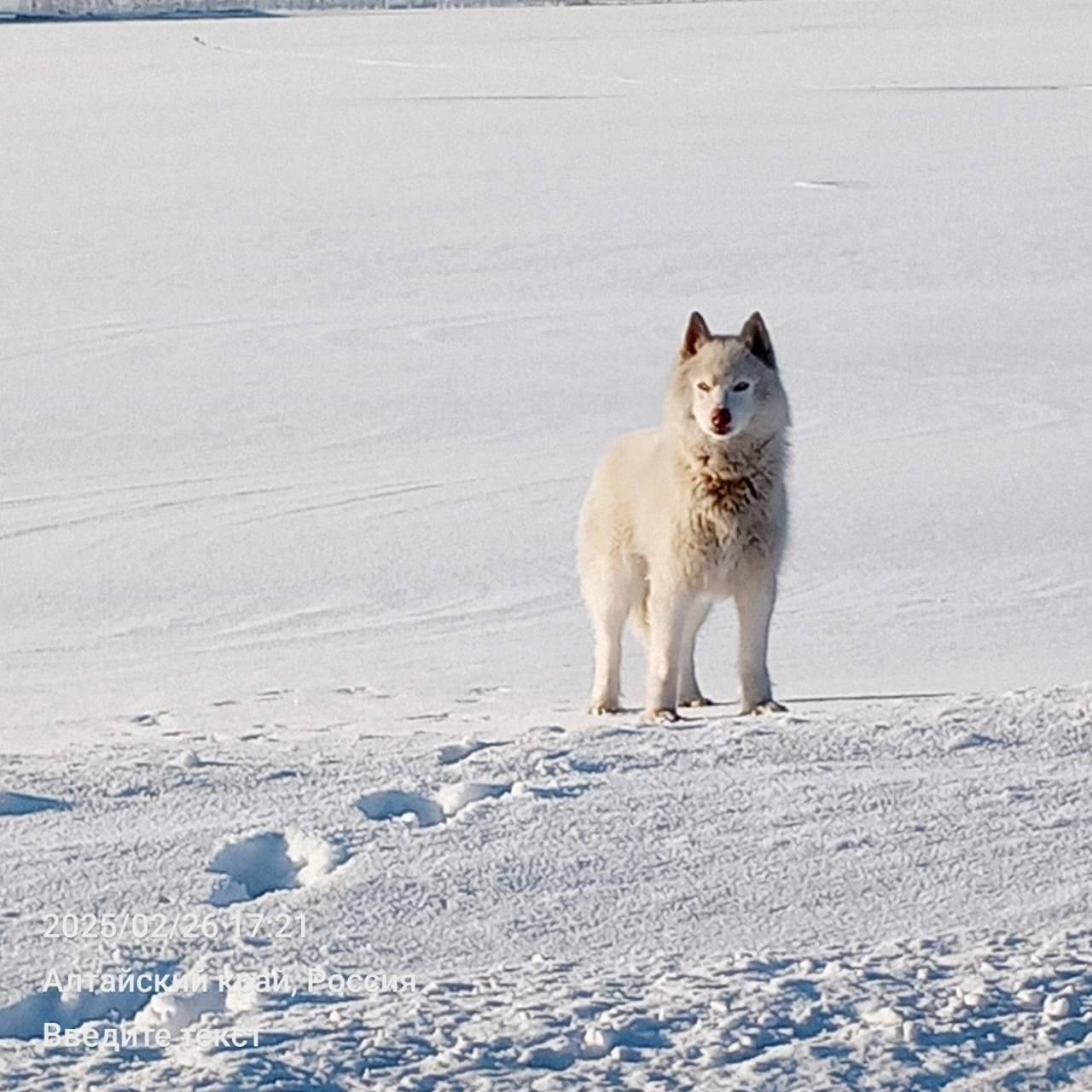 Недалеко от Бийска, на своротк...