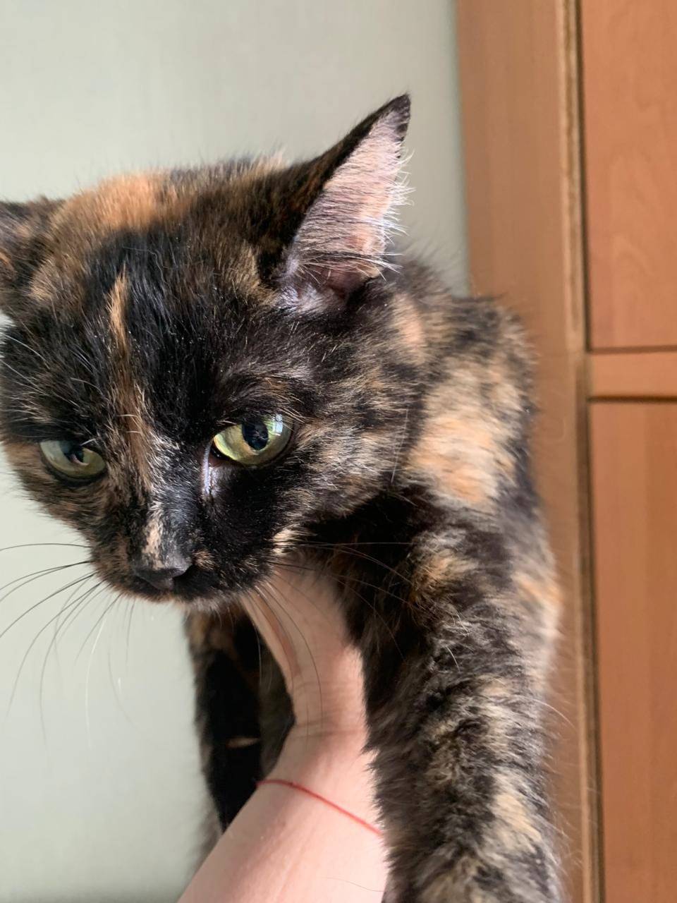 Найдена кошечка по адресу:7а м...