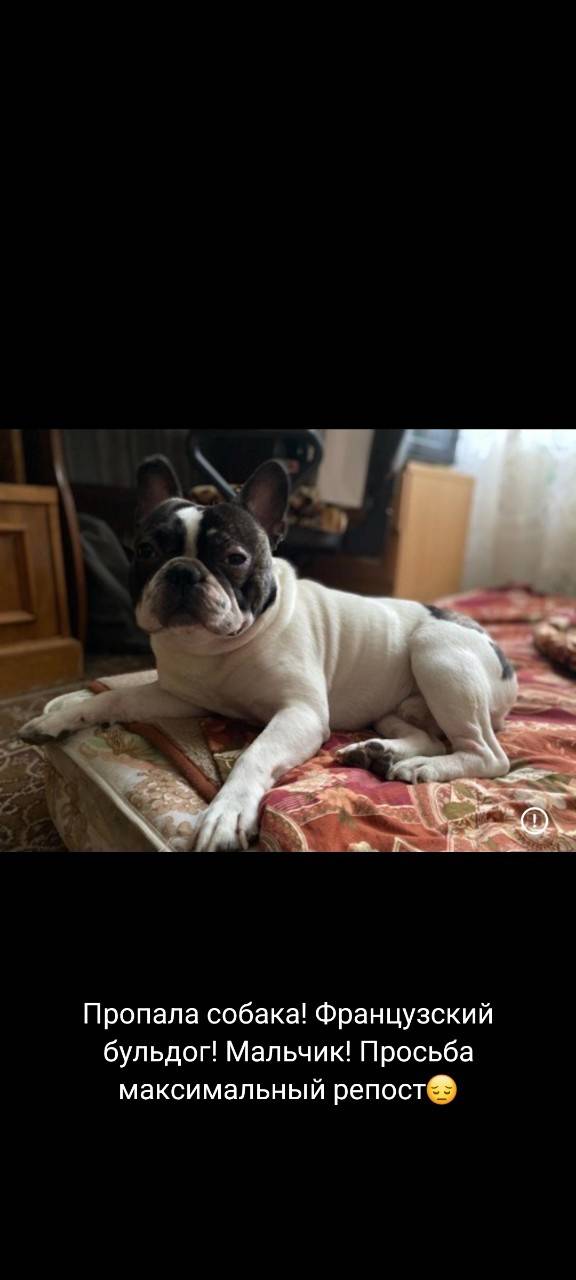 Потерялась собака, на мира 4г....