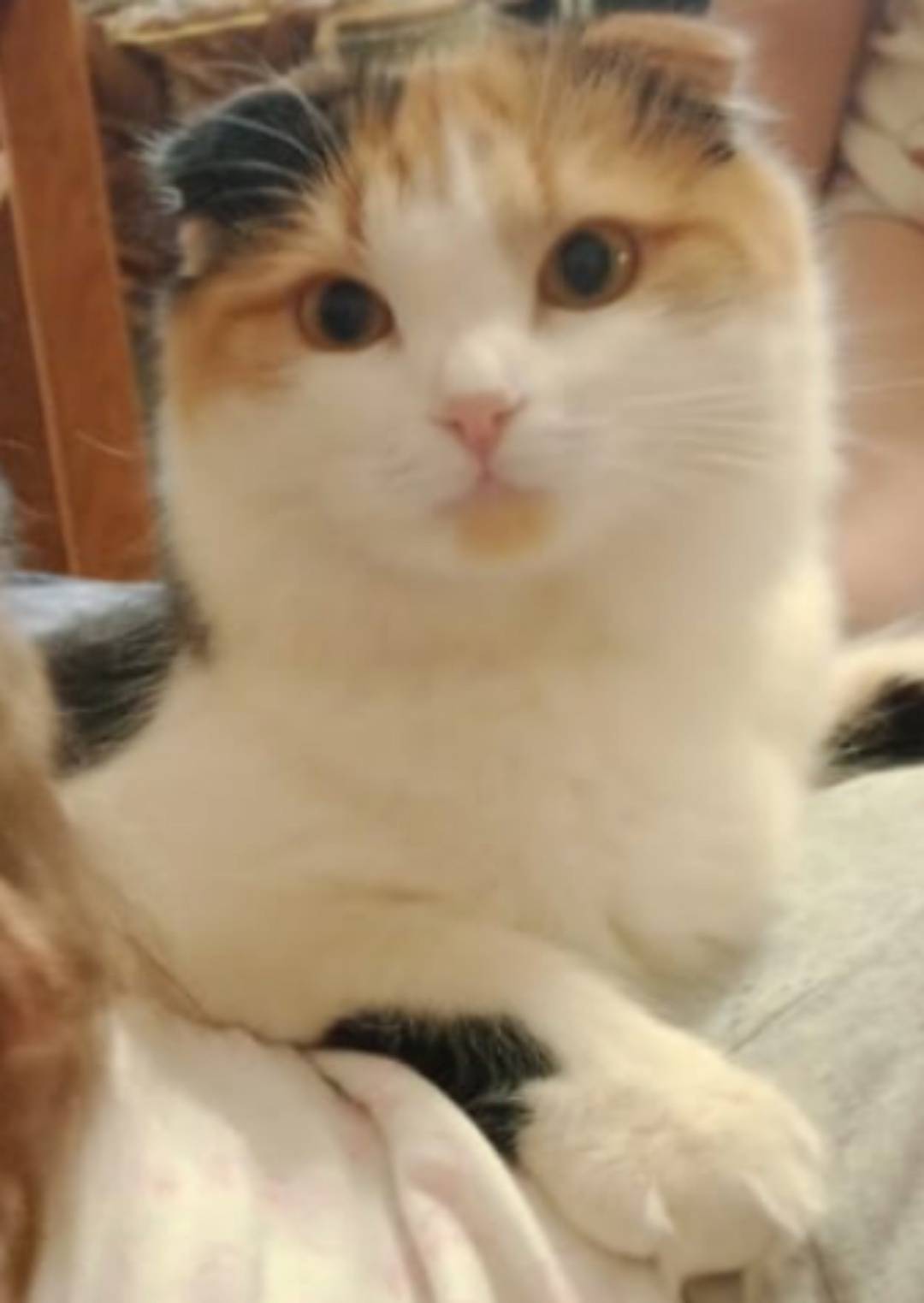 Здравствуйте, пропала кошка в ...