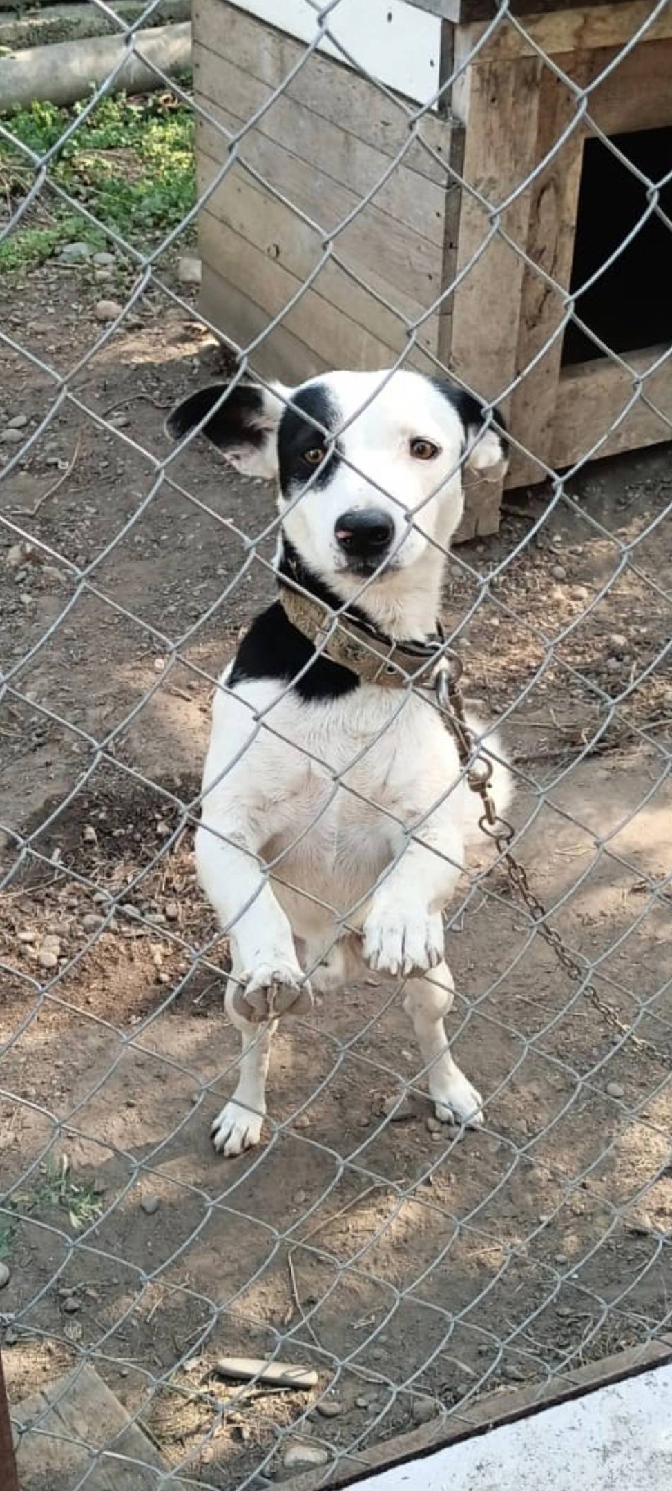 Пропала собака 9 числа в район...