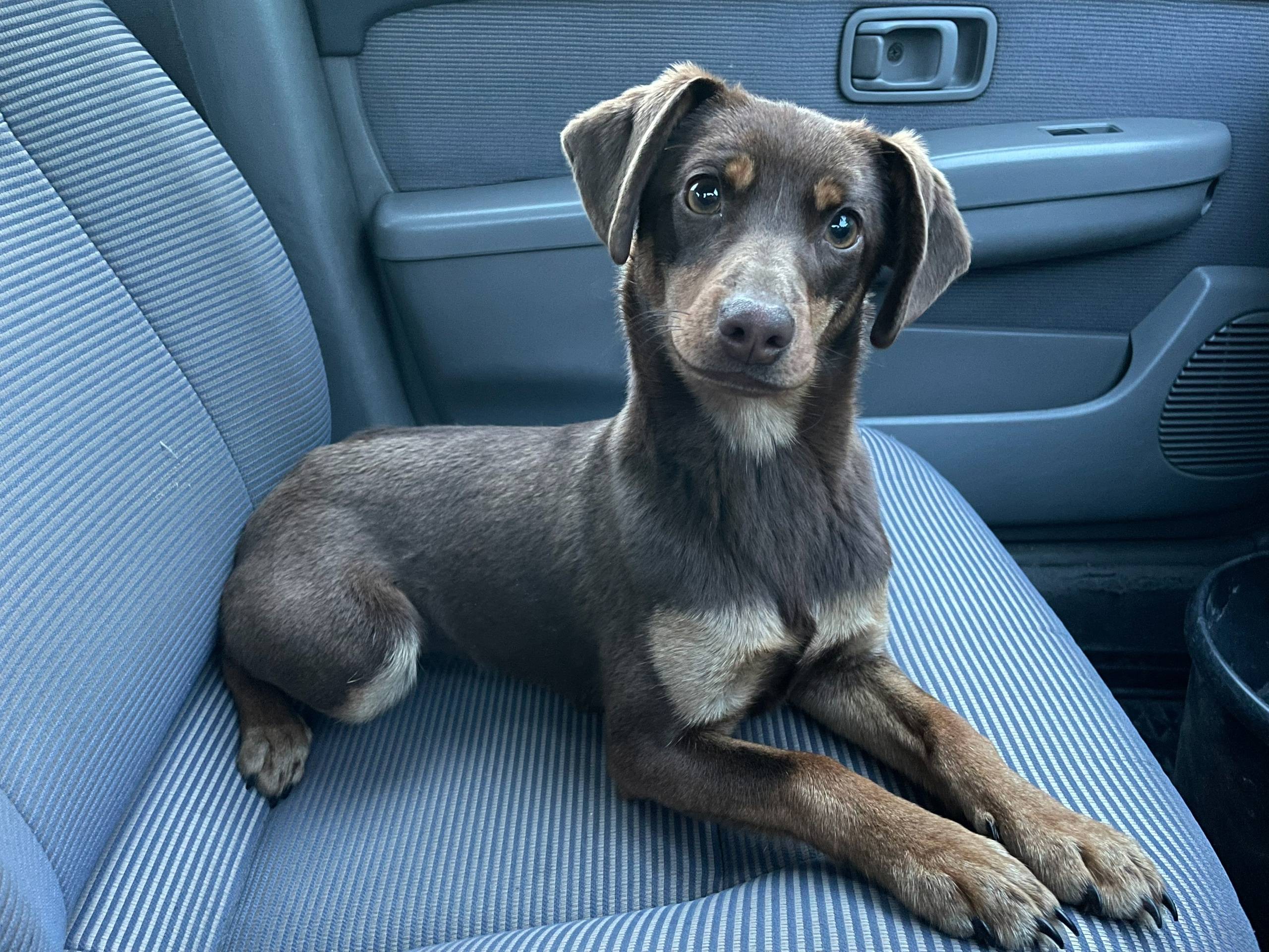 О маленькой собачонке из этого...