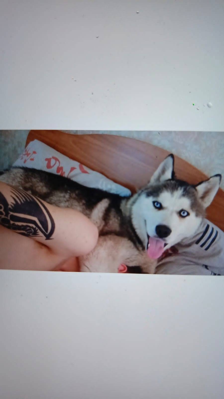 Потерялась собака, Хаски с ярк...