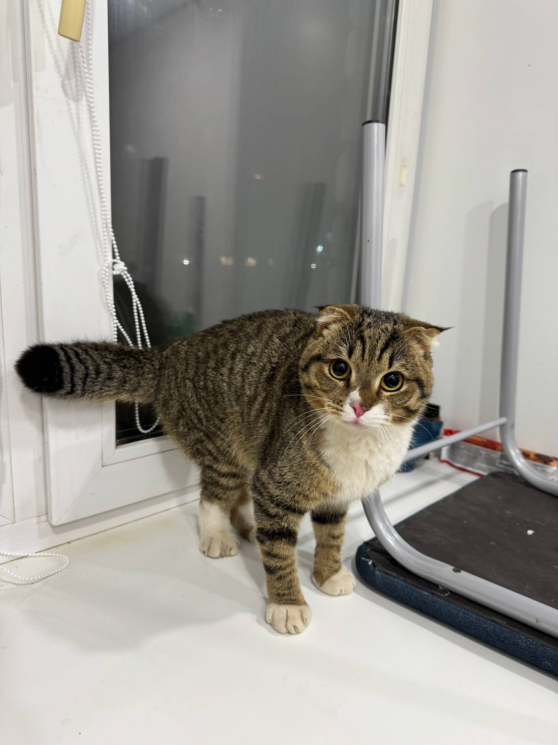 Найден кот в мкр. Иртышский, н...