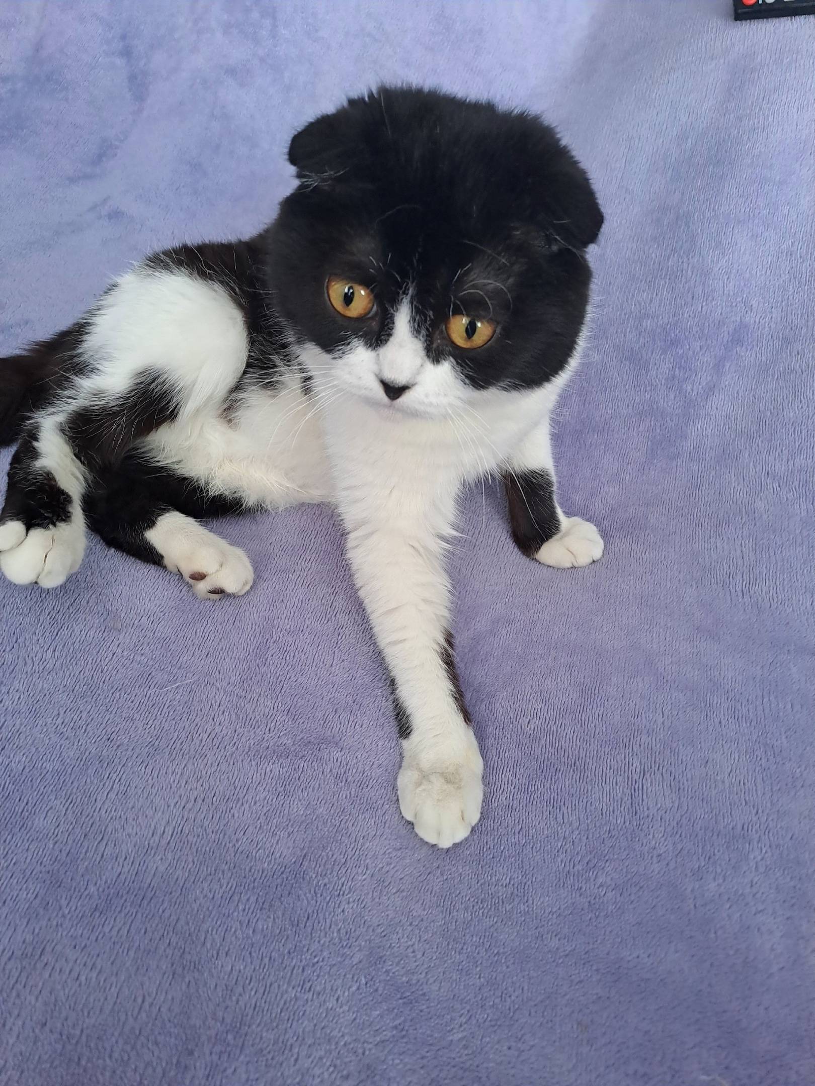 Пропал кот на улице Кайгородов...