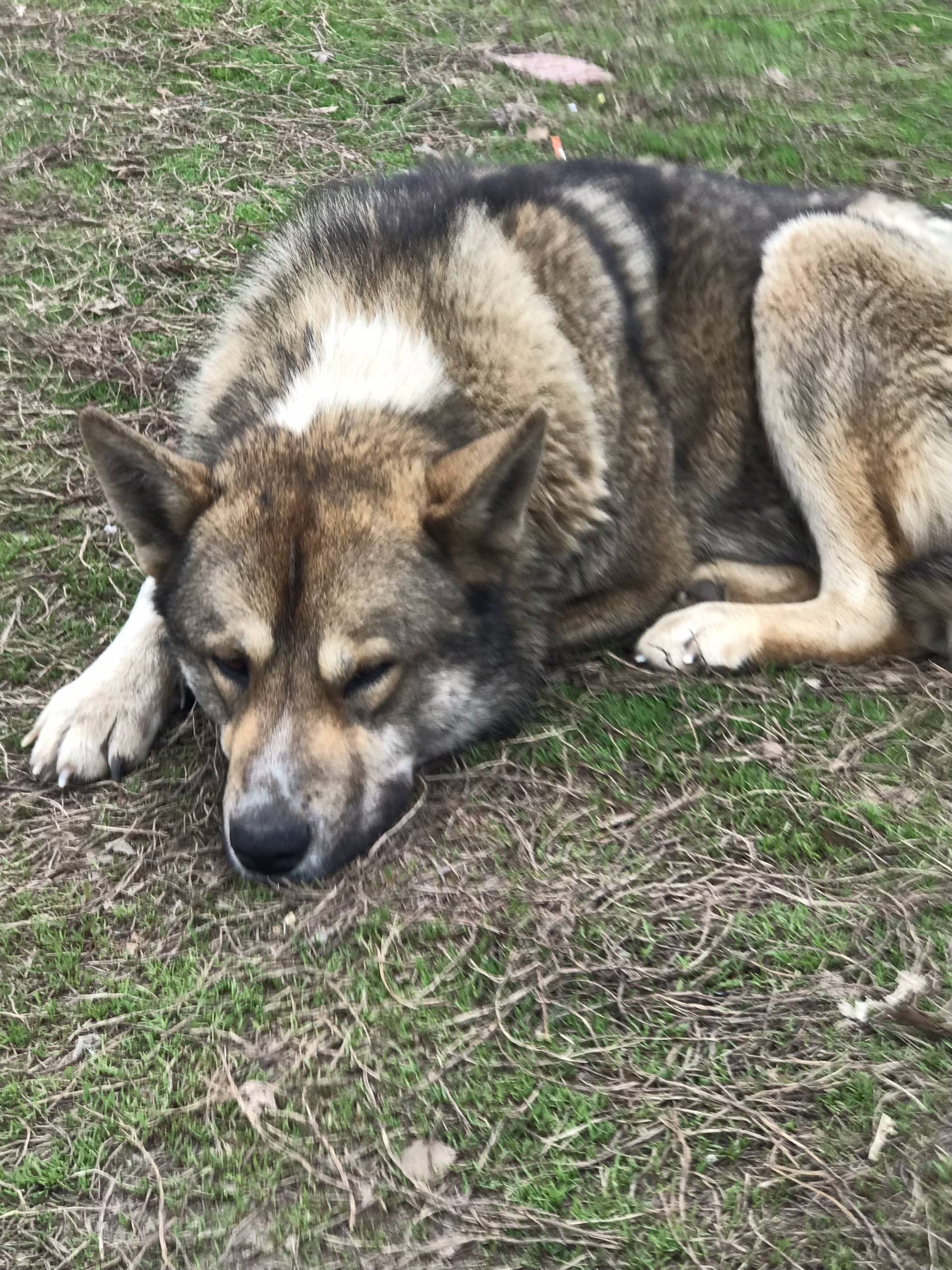 В посёлке Искра несколько дней...