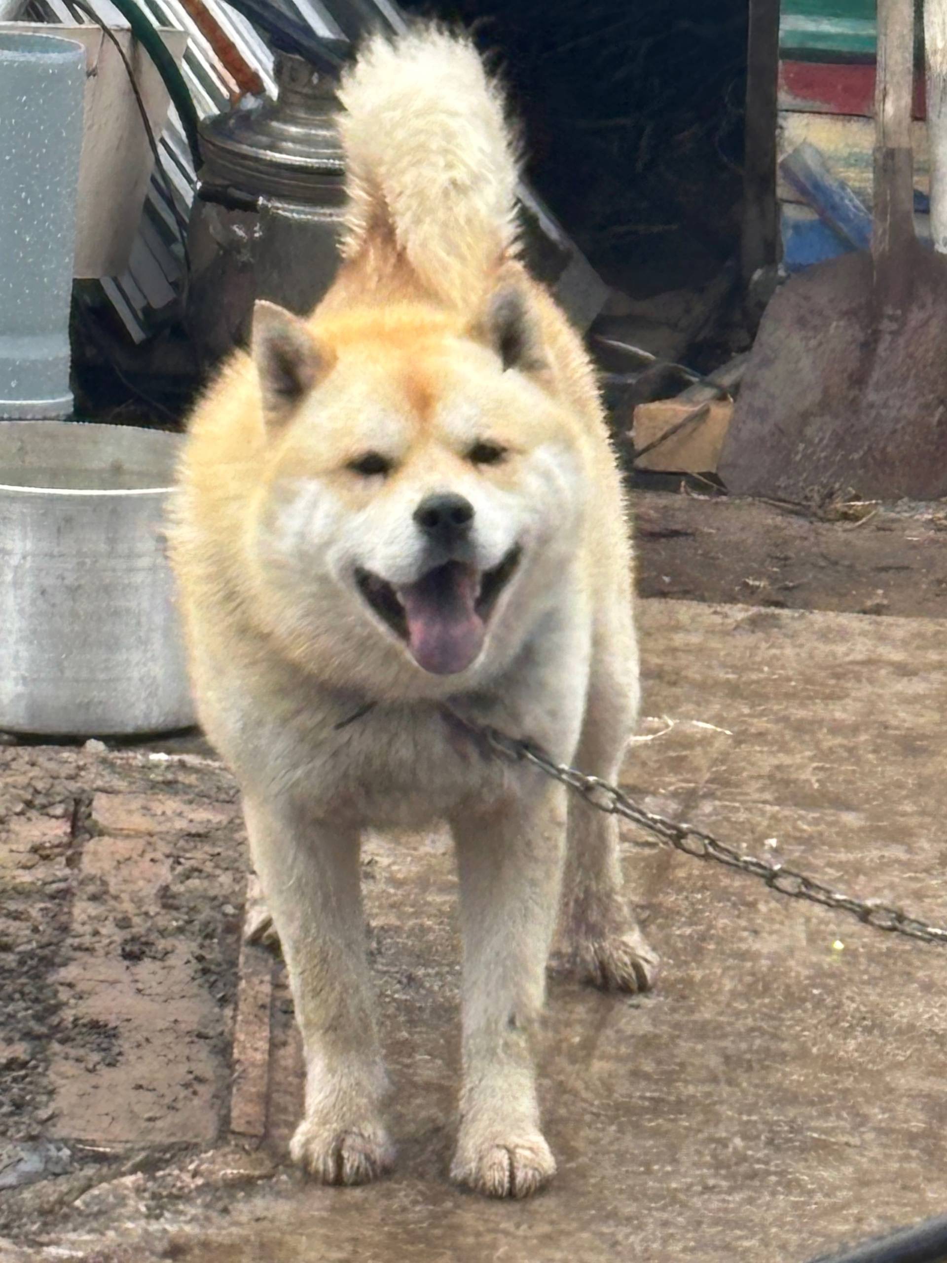 Сбежала собака Акита. Очень ее...