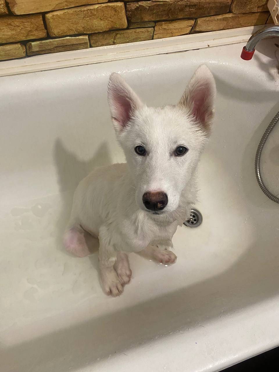 Потерялась собака Зовут гуф Те...