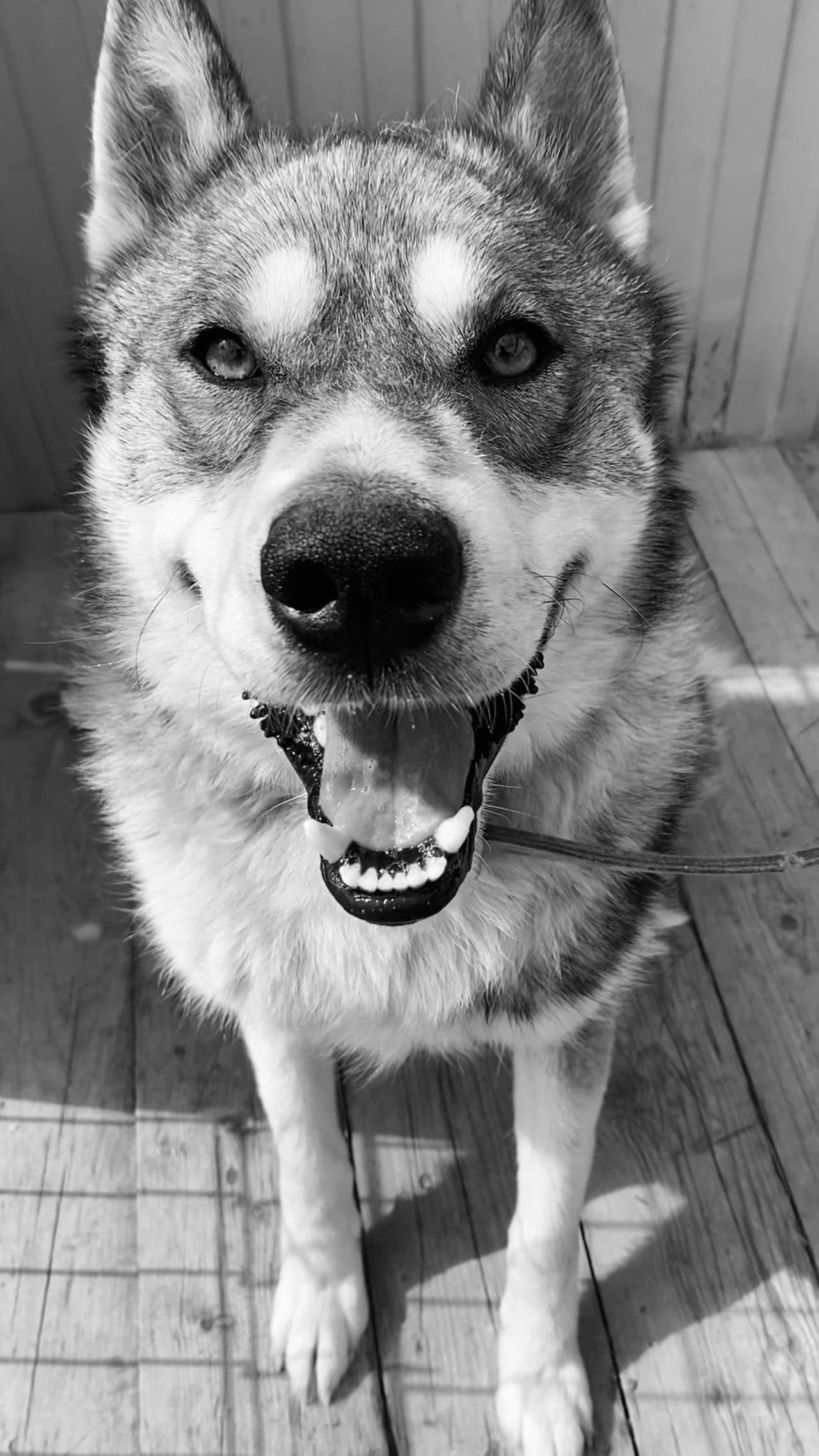 Потерялась собака. Зовут Вольт...