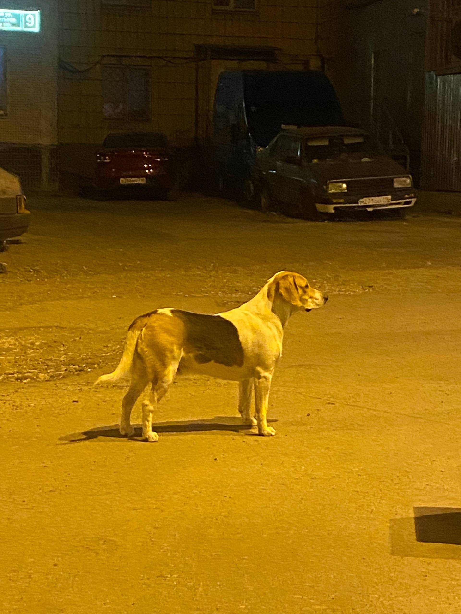 Найдена собака 🆘🆘🆘, Авиастроит...
