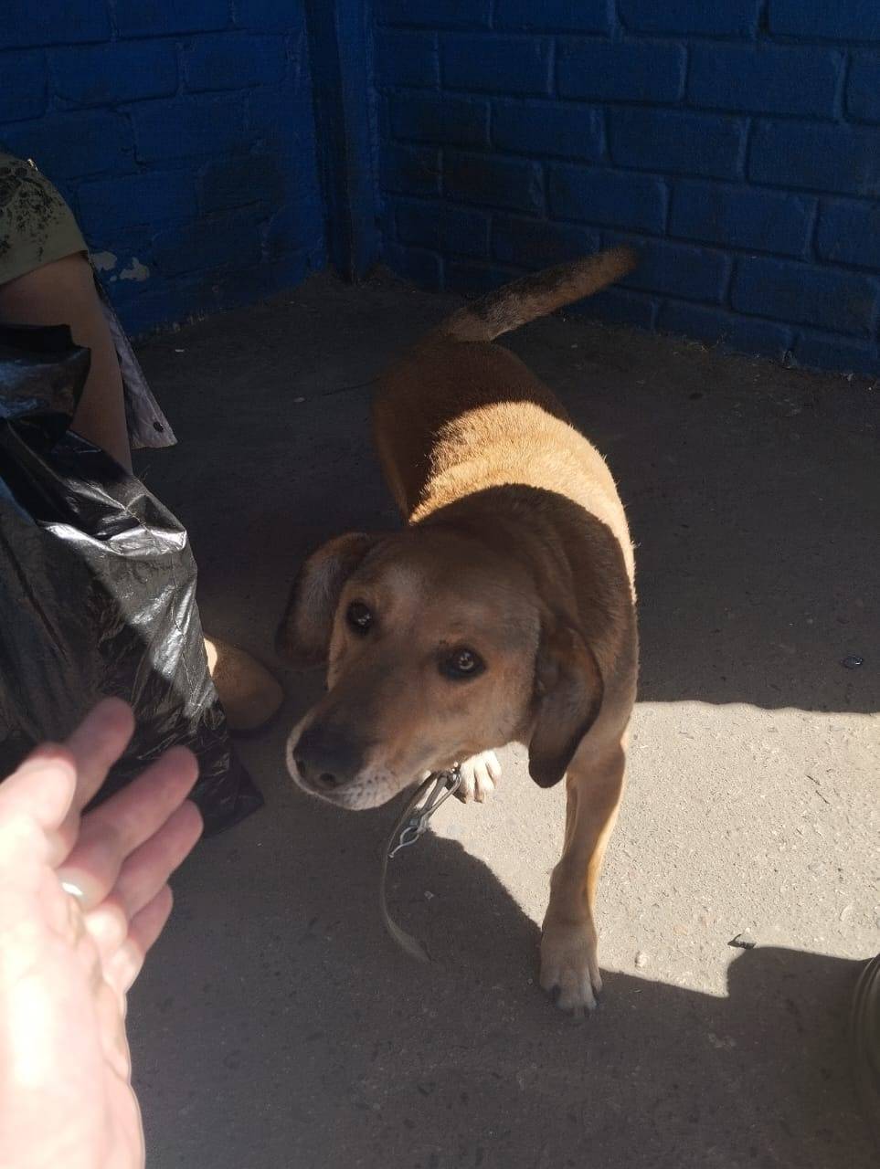 Чей потеряшка? Хозяин найдись ...