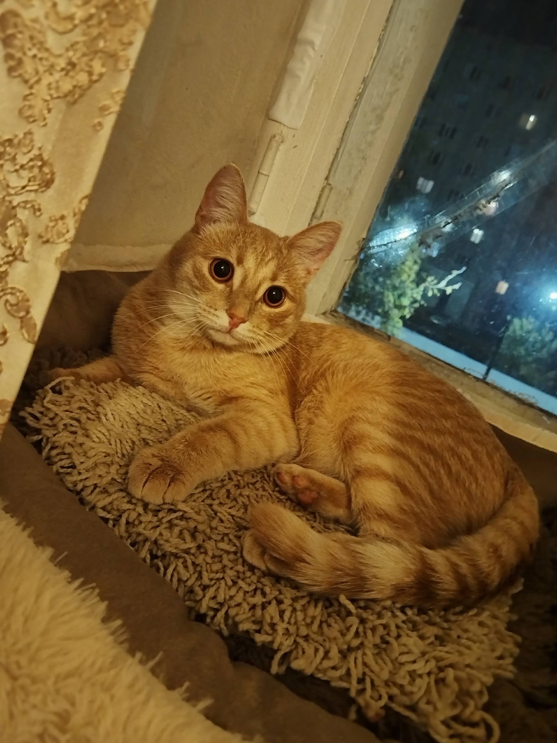 Пропал кот, в районе диктора Л...