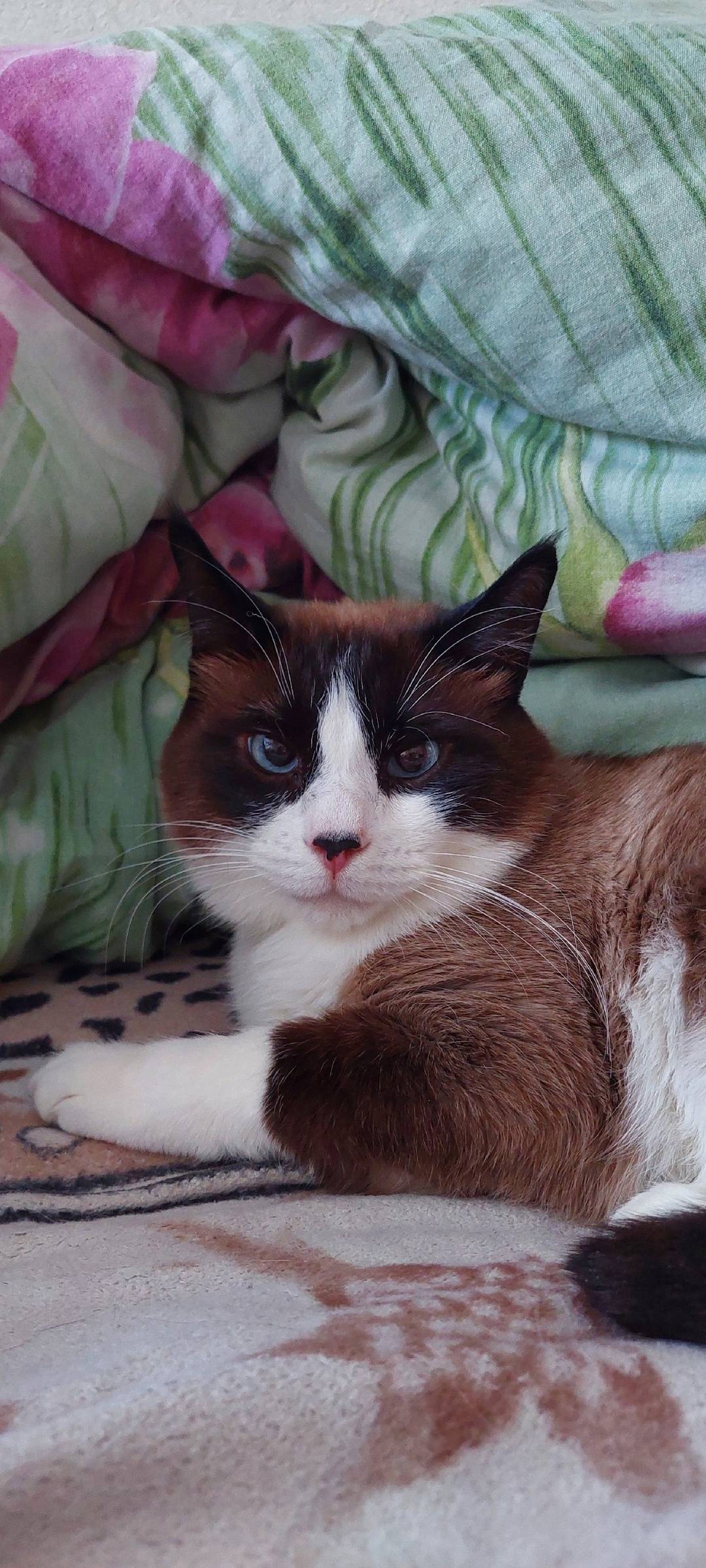 16.04 пропал домашний кот по.....