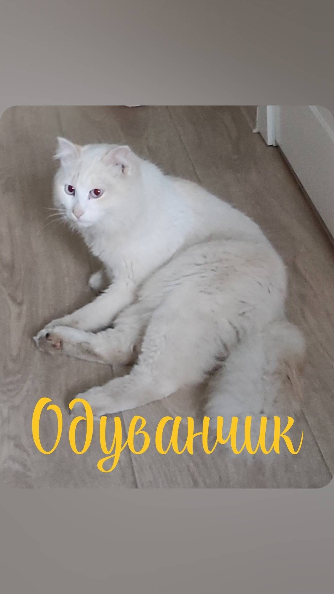 Вчера, возвращаясь домой из го...