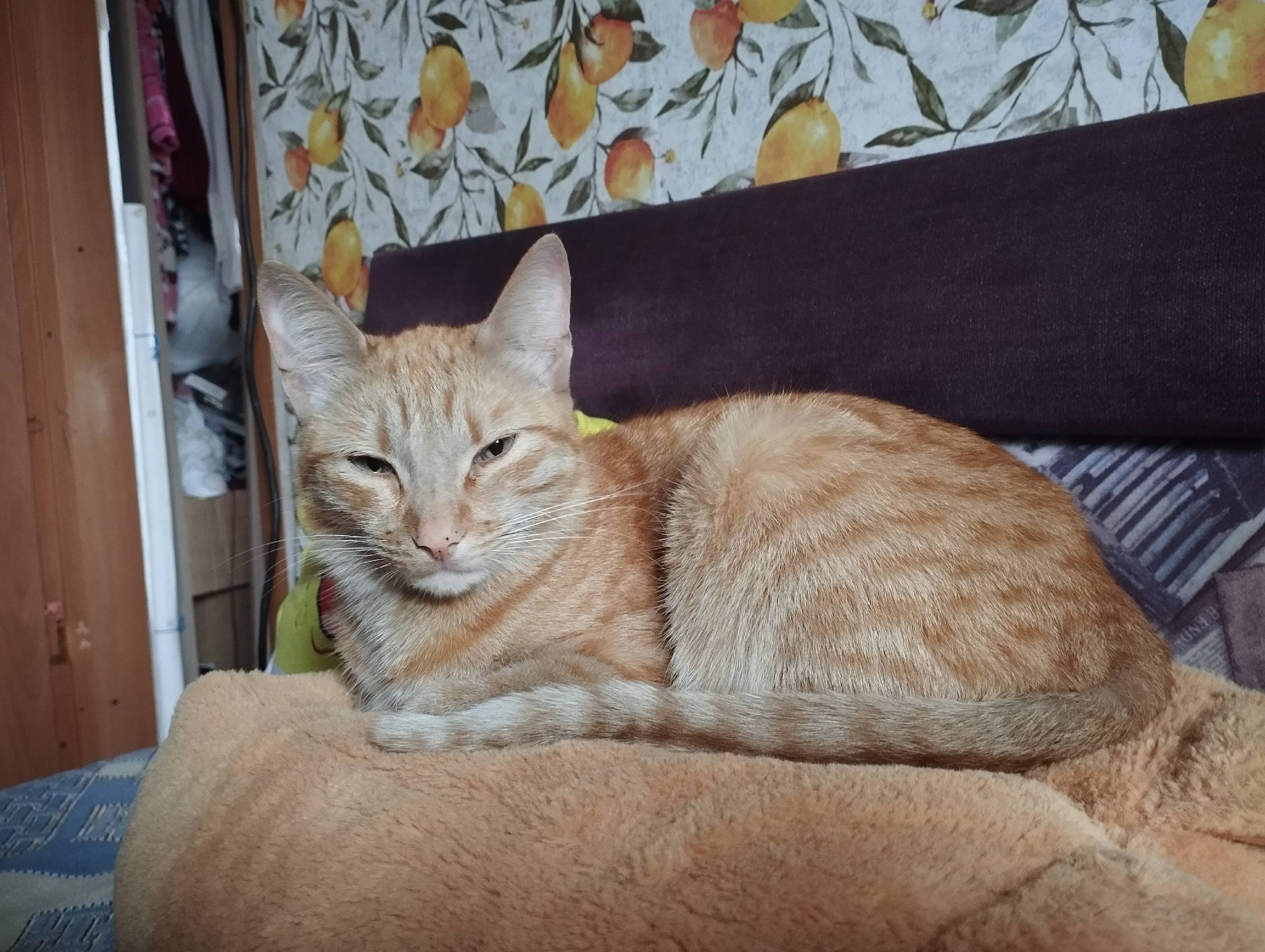 Думаете, обычный кот? Нет, оби...