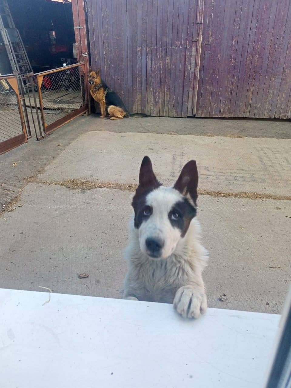 Пропала собака! Кобель, породы...