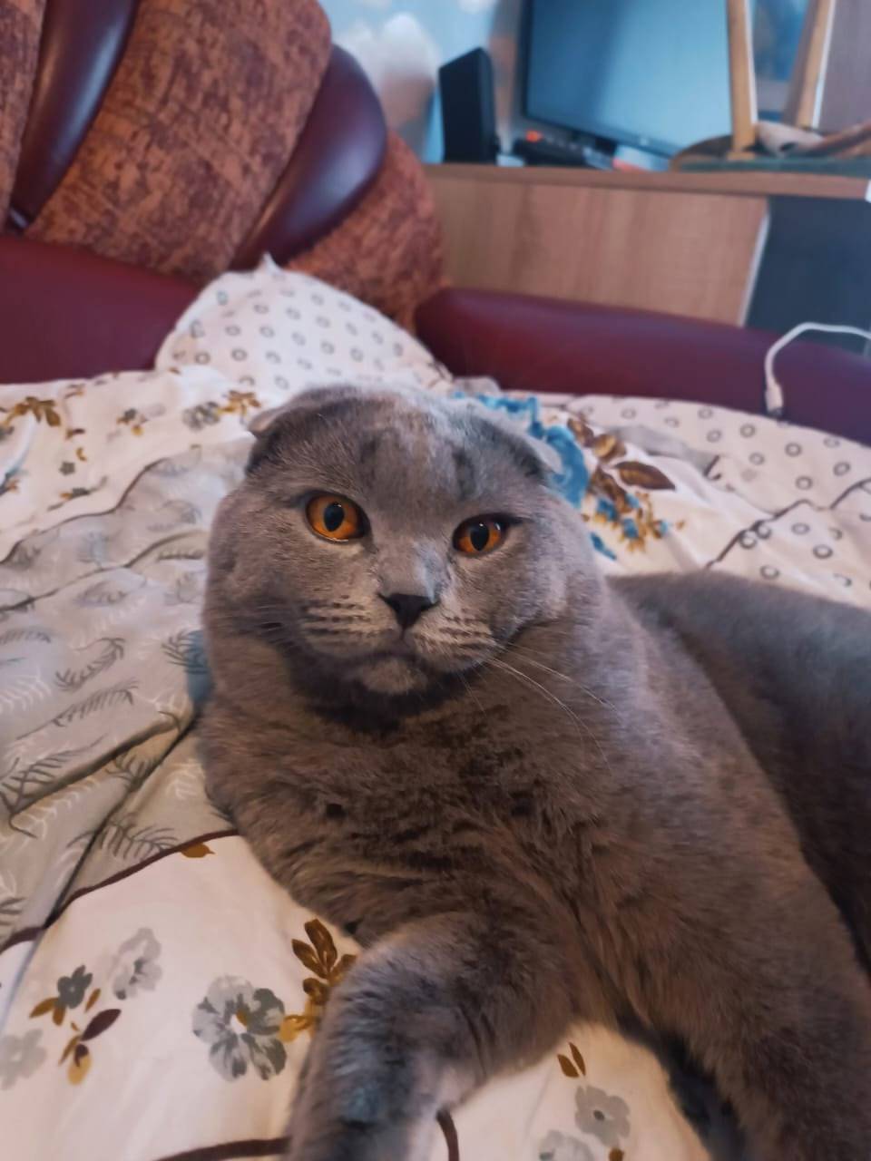 SOS🆘🆘🆘🆘🆘🆘 ПРОПАЛ КОТ БАСЯ В НУ...