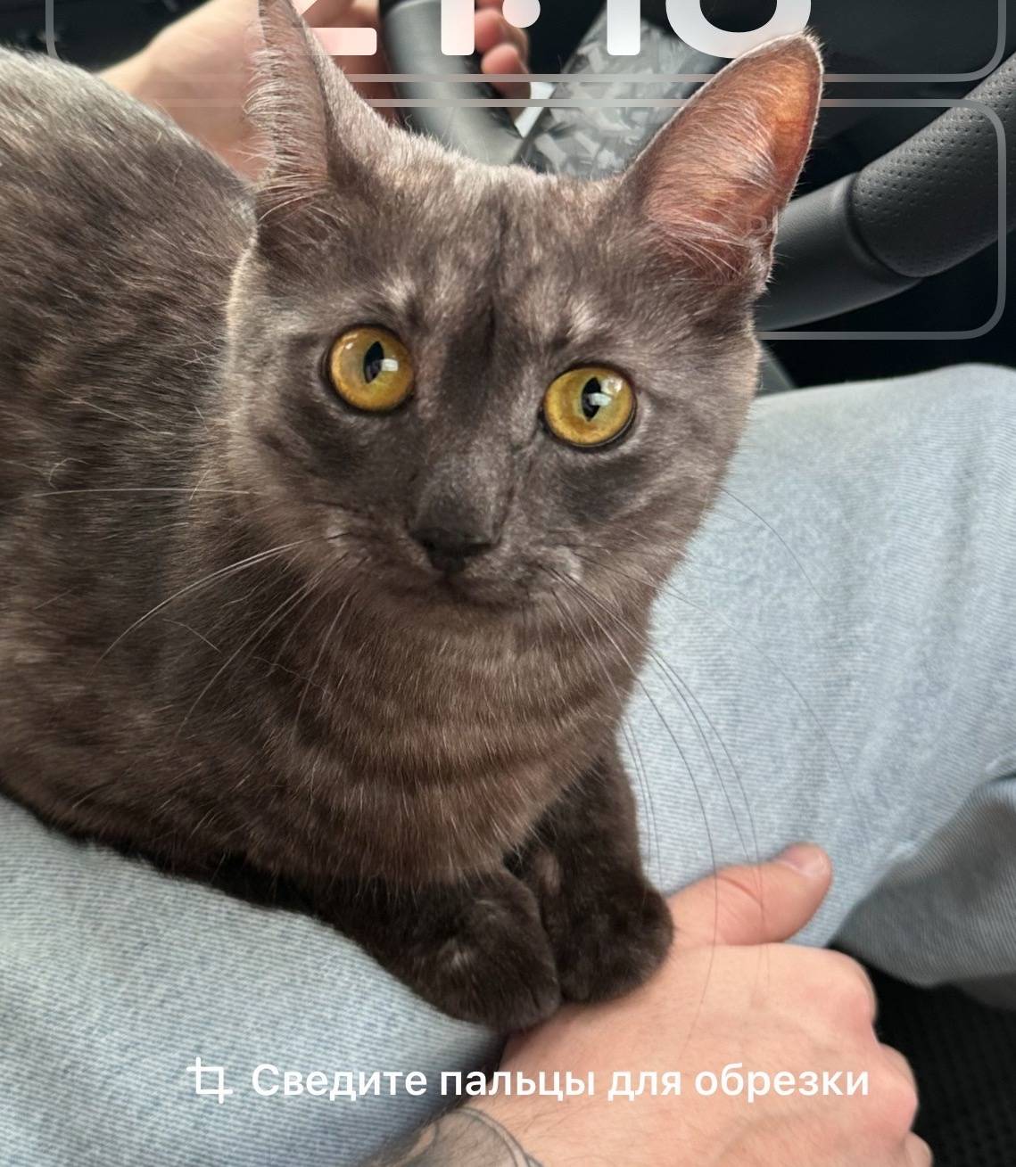 Пропала кошка по кличке Шанти ...