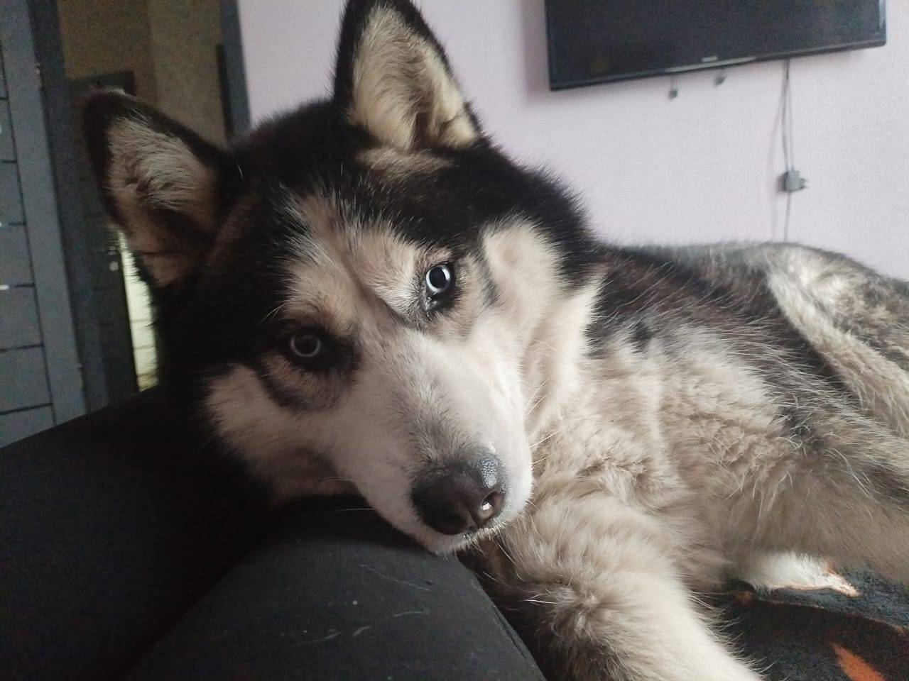 Пропала собака. Д Куюки. Зовут...