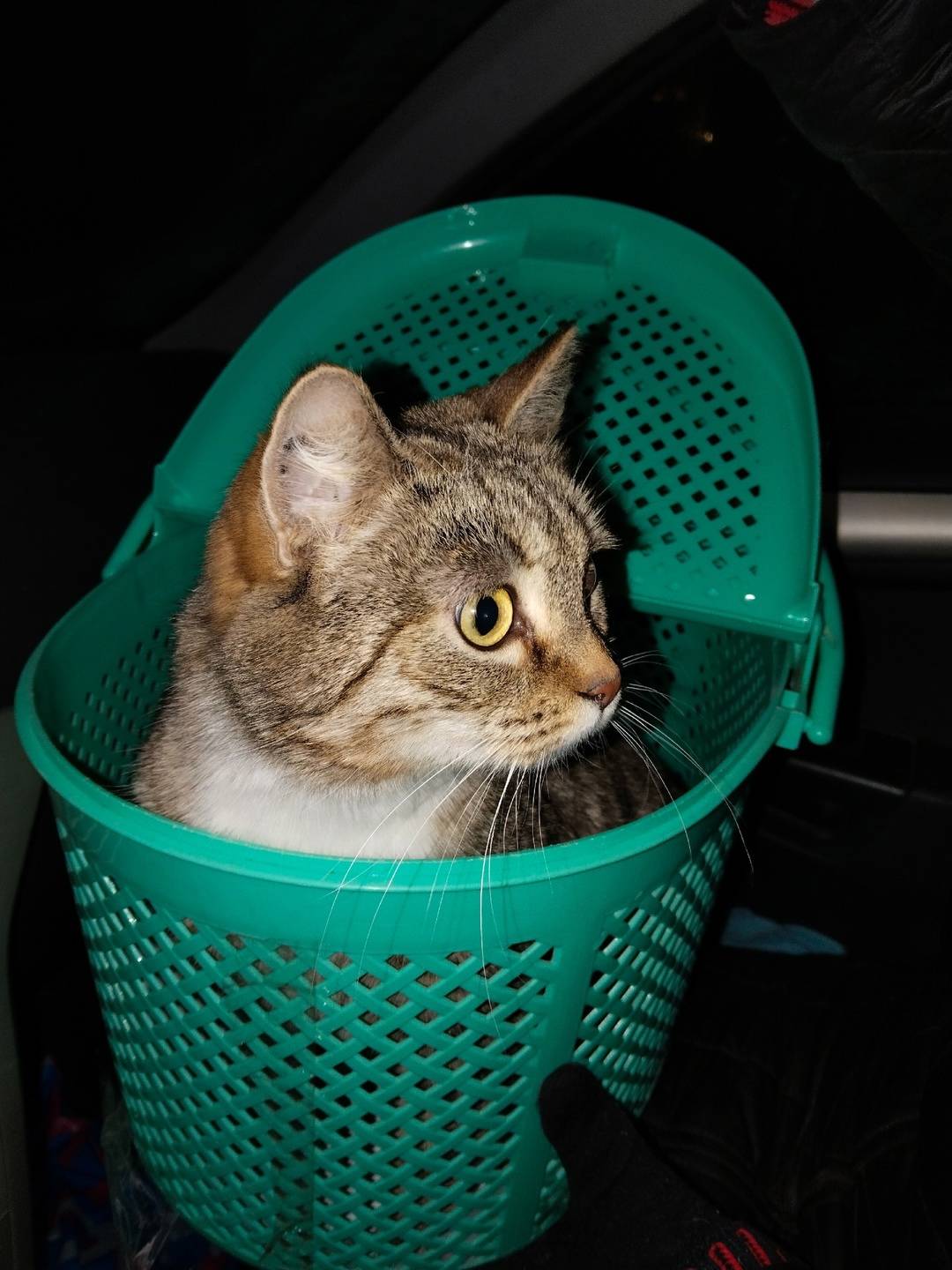 Тверь Пропала кошка Мышка. Кош...