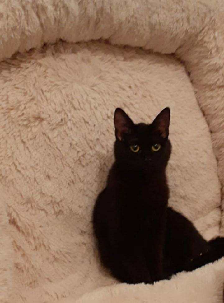 ПРОПАЛА КОШКА❗ Потерялась чёрн...