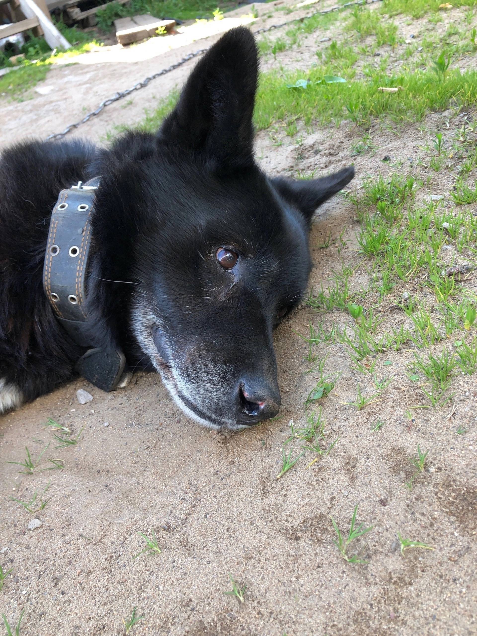 В районе Затверечье сбежала со...