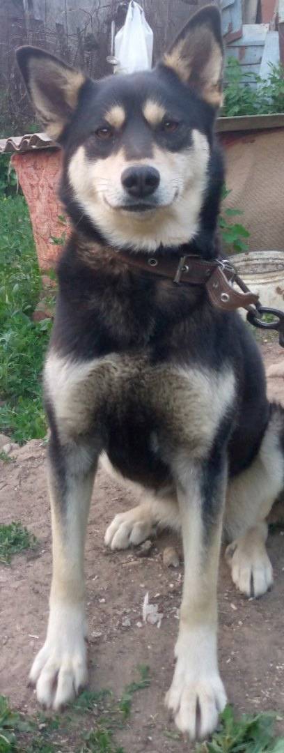 Убежала собака,не агрессивна. ...