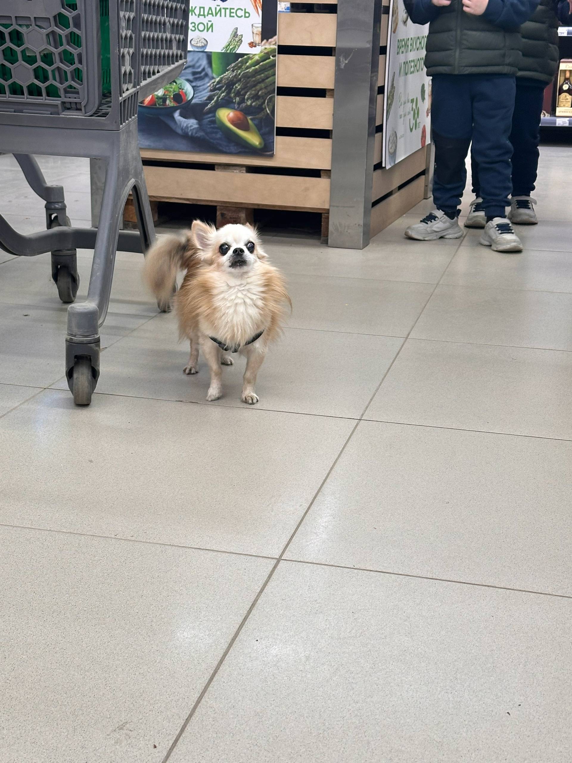 Кто потерял собаку. Бегает в П...