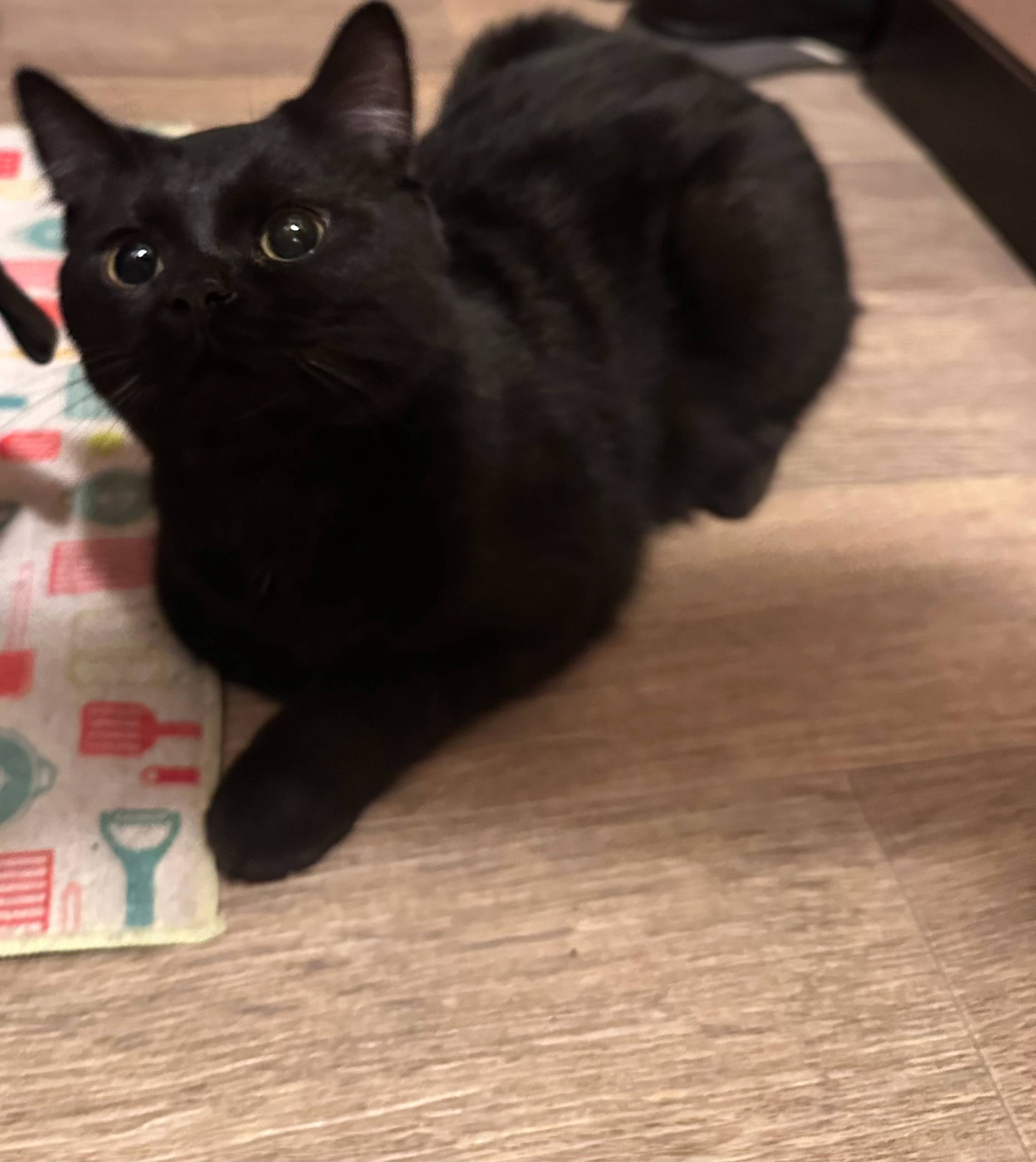 Найден кот, черного цвета, ухо...