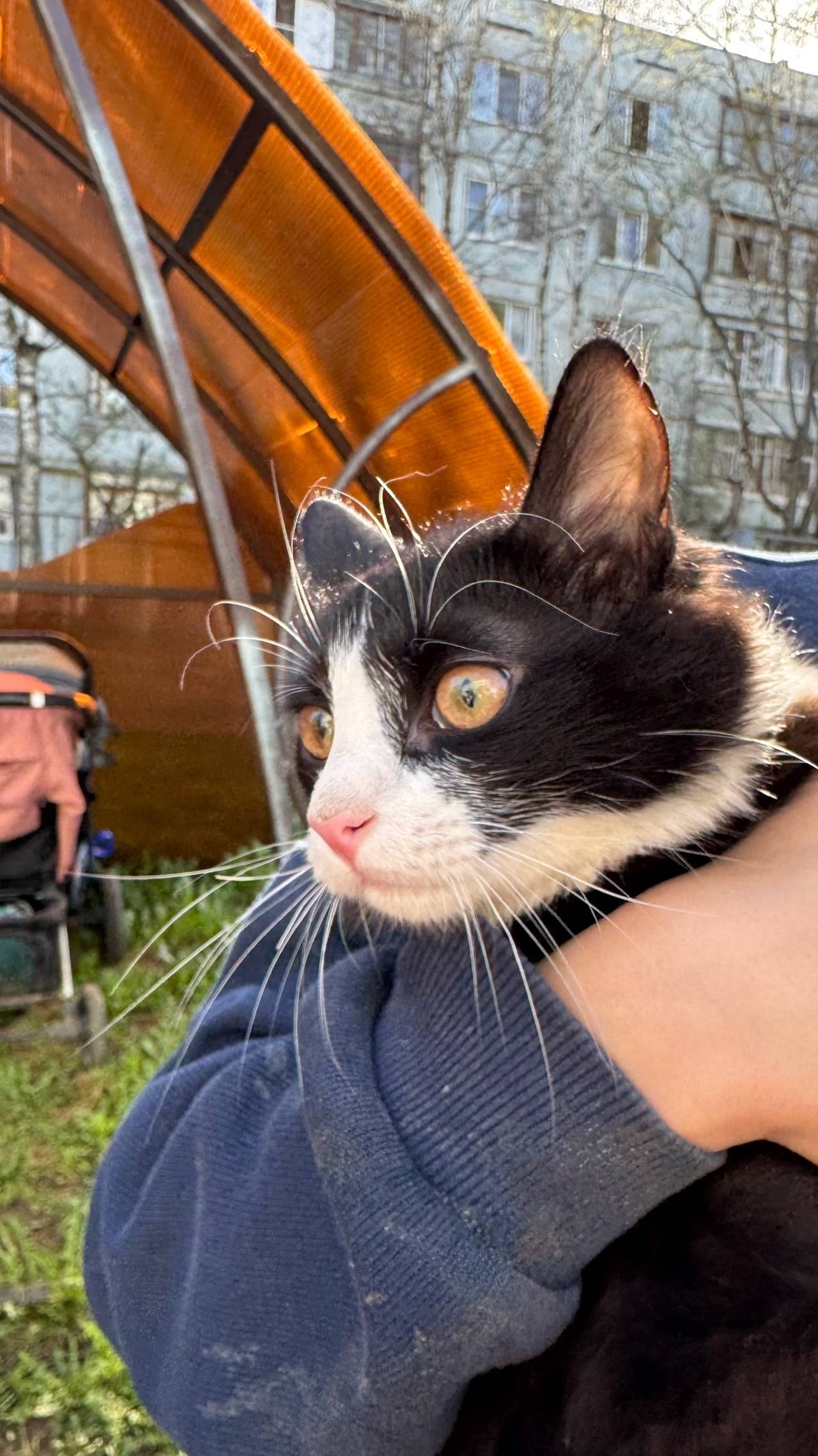 Найден котенок в городе Твери ...
