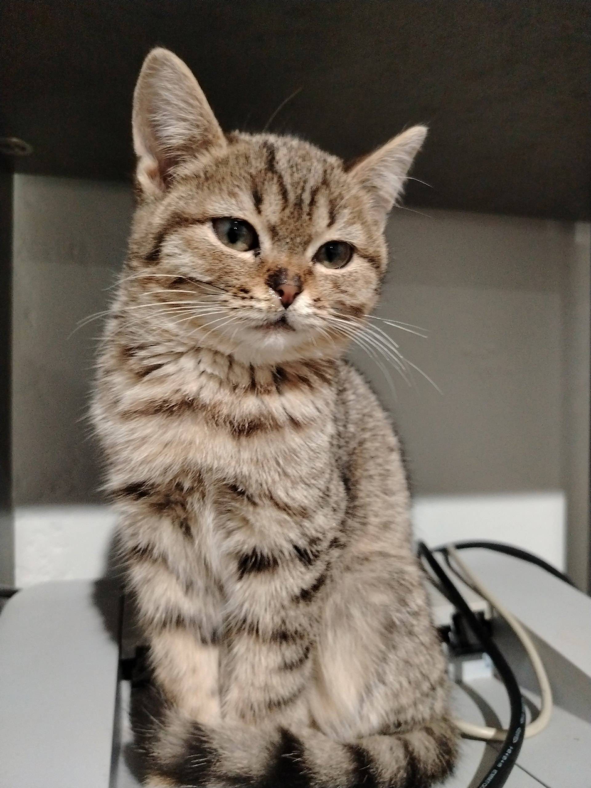 Пропала кошка около школьной 1...