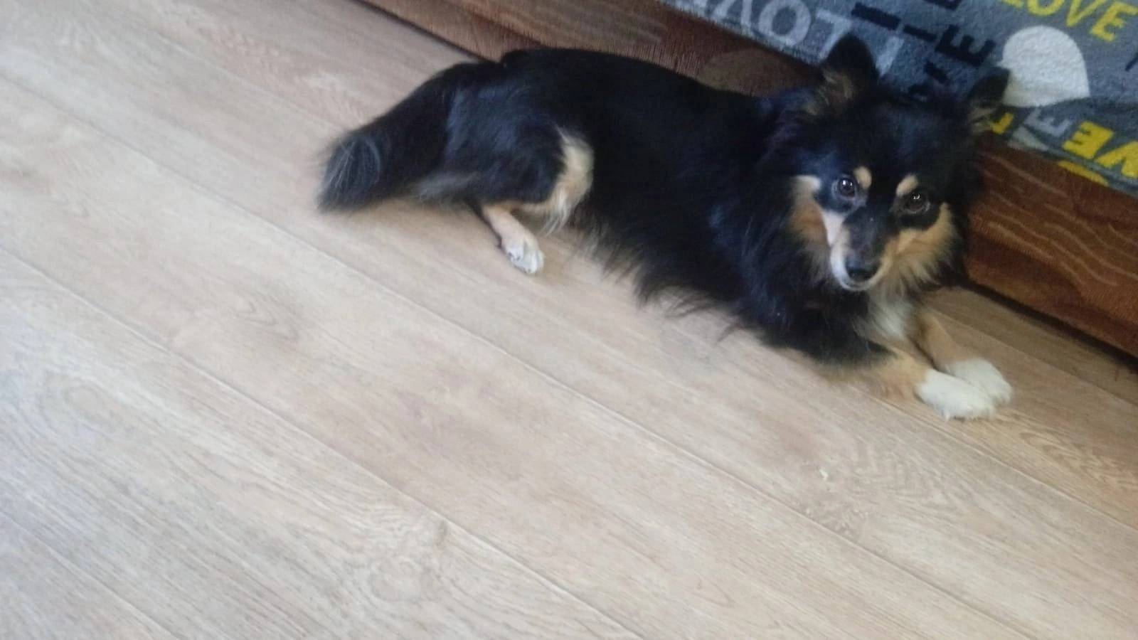 Пропала собака . звонить по те...