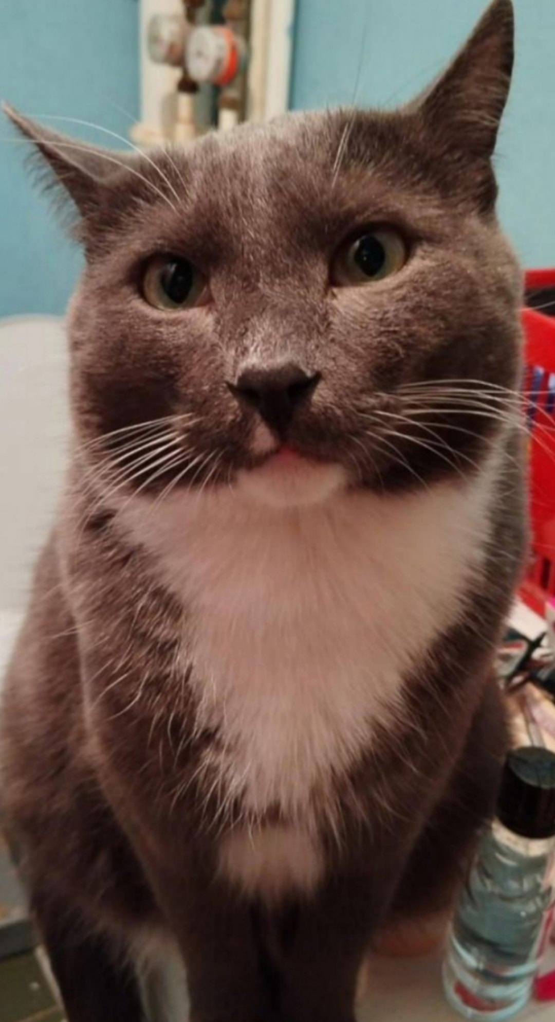 Найден кот, у себя долго держа...