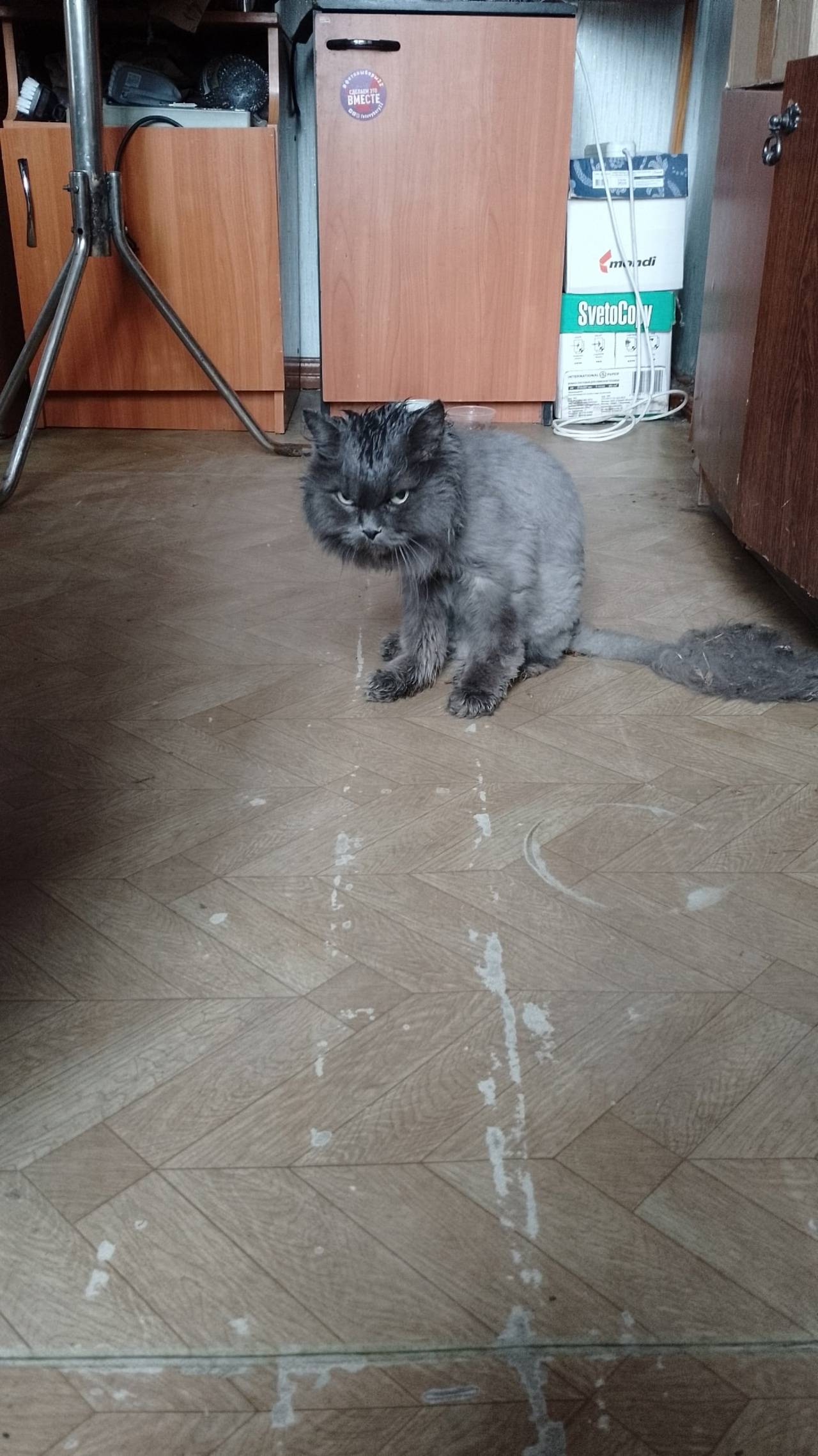 Добрый день! Найден серый кот!...