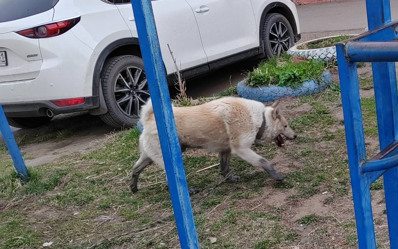 Чей пес сбежал, бегает с цепью...