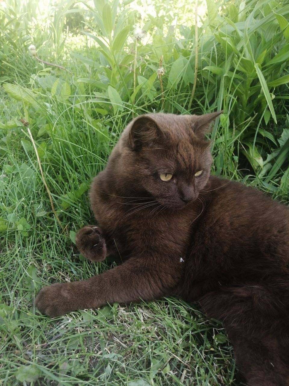 Здравствуйте! Пропала кошка, в...