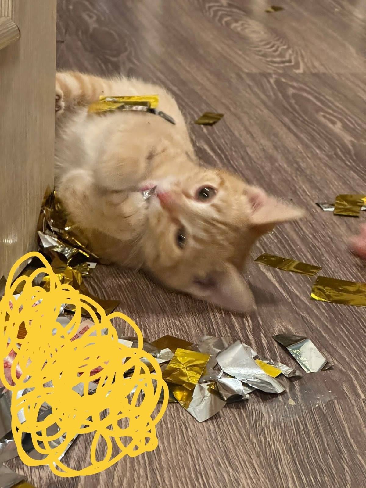 Добрый вечер! Пропал котёнок, ...