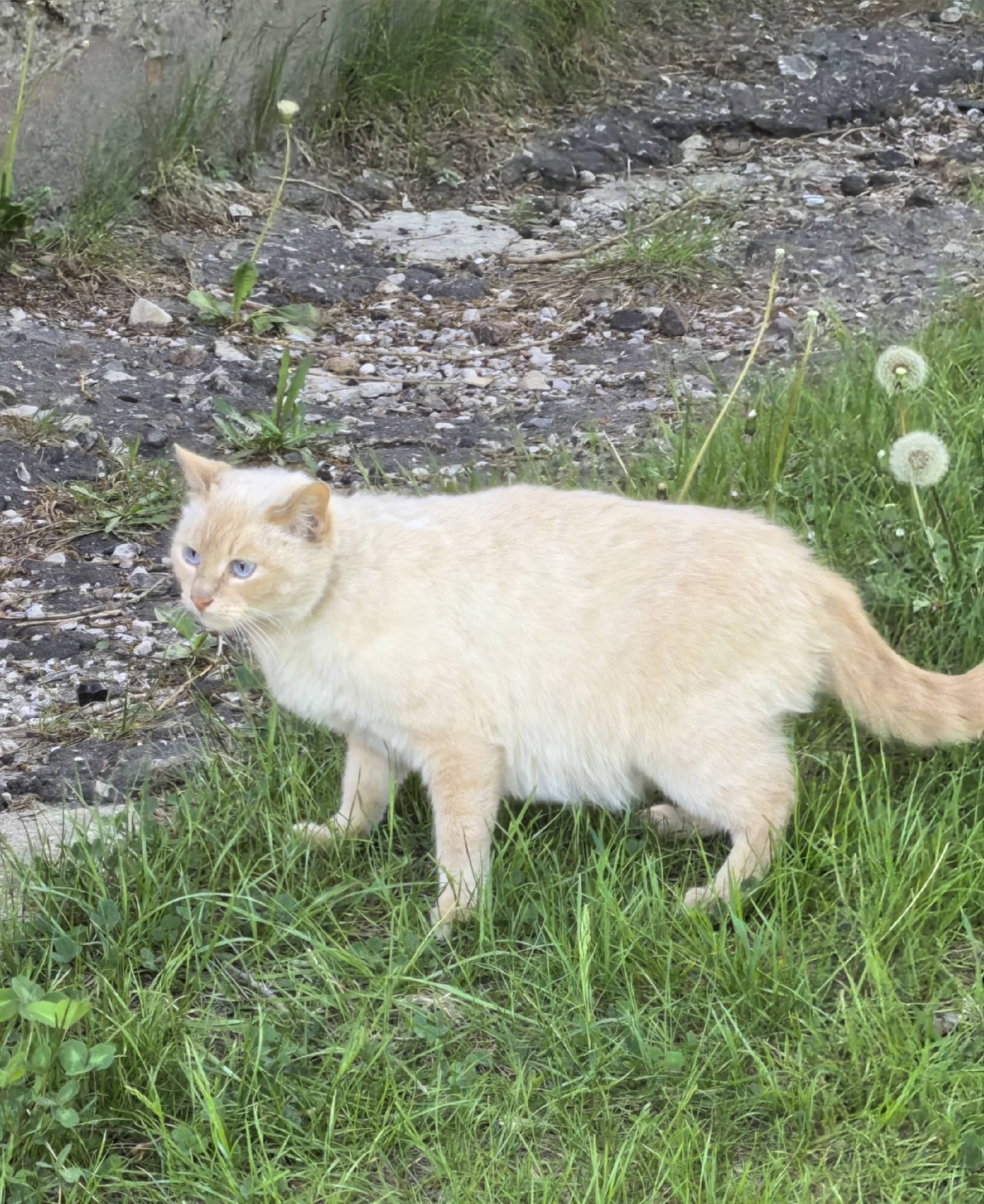 Найдена кошка, ищем старых или...