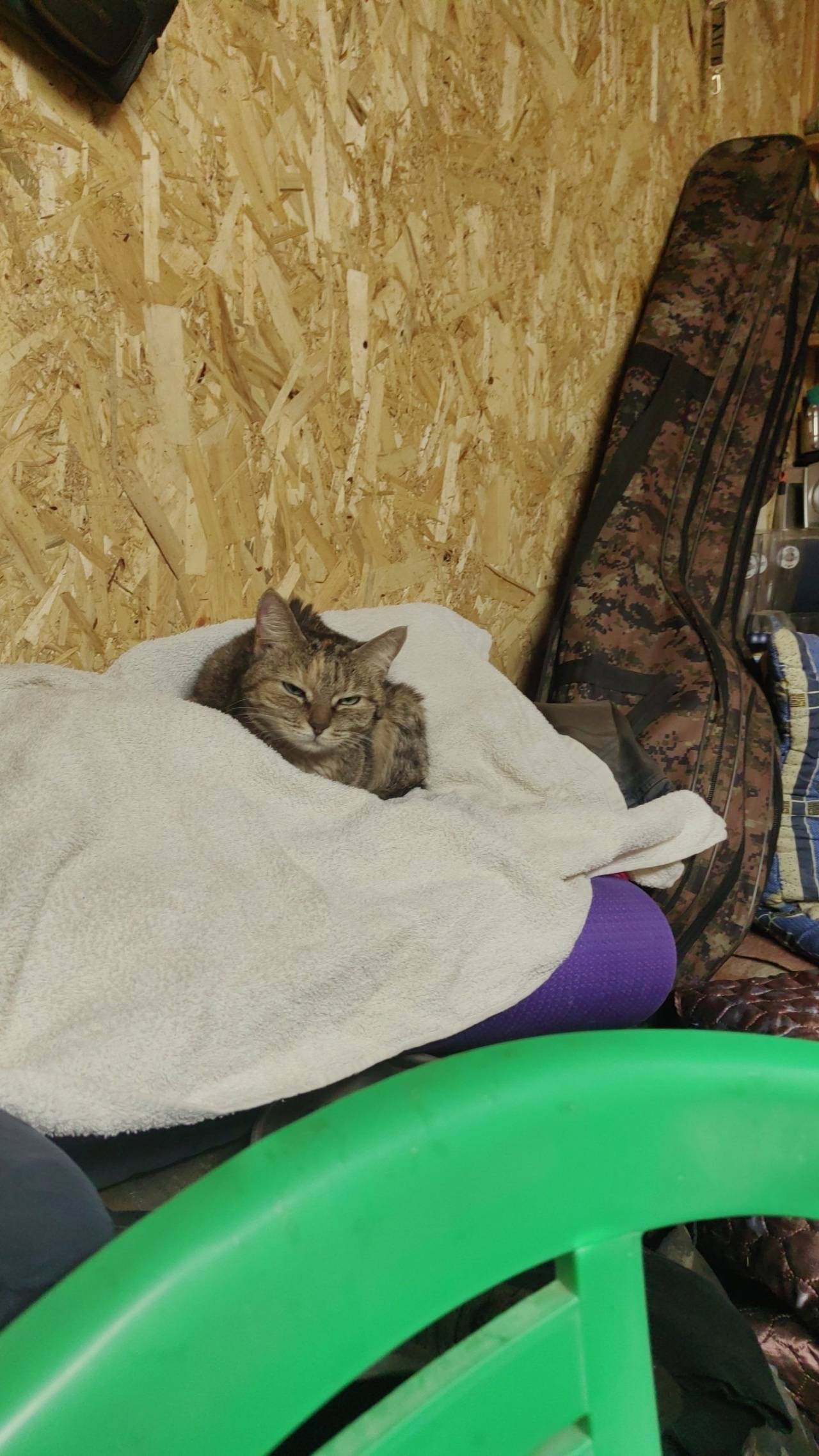 Найдена кошка, видно что домаш...