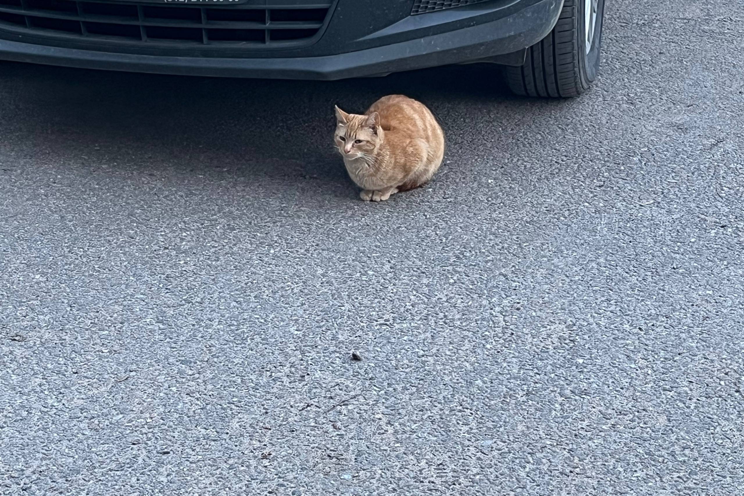 😿Еще такой котик, если нужен а...