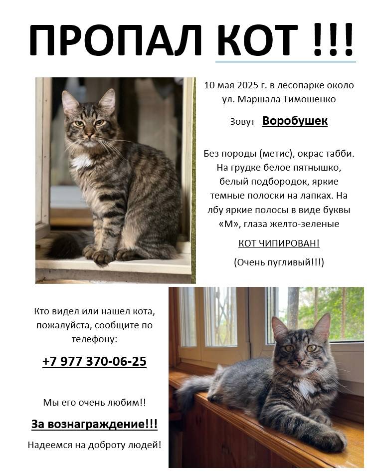 ПРОПАЛ КОТ! Зовут Воробушек 10...