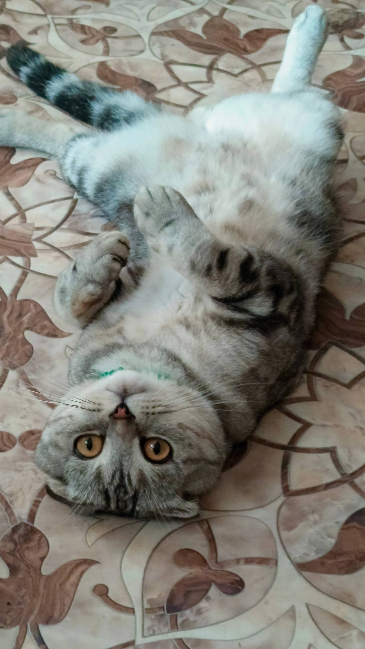 Пропал кот в районе красного п...