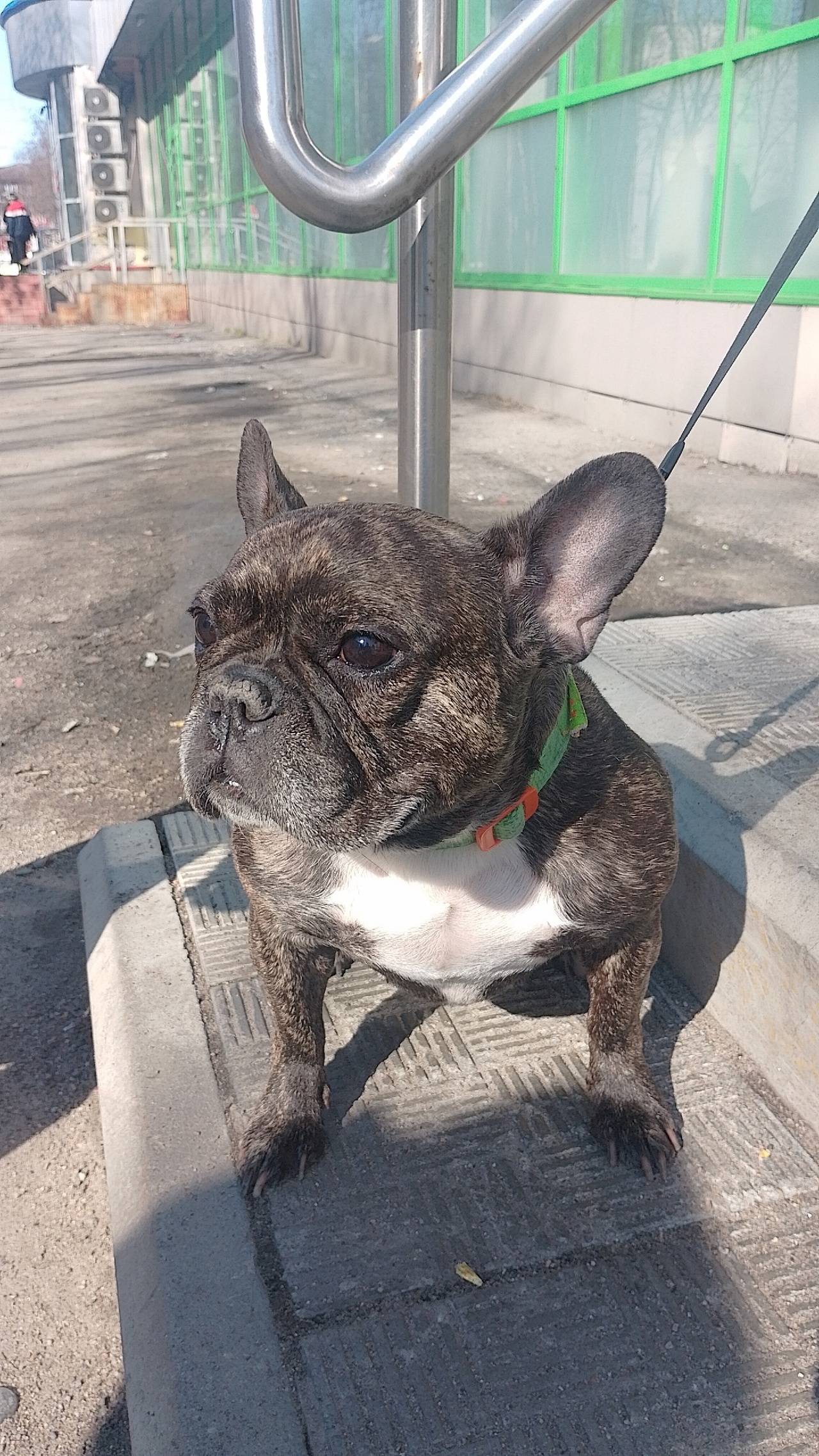 Кто потерял собаку у магазина ...