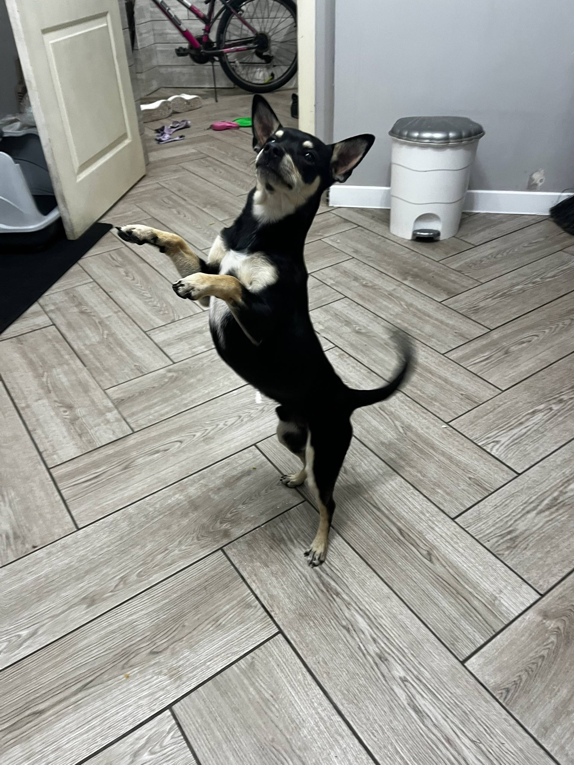 Поселок северный найдена собак...