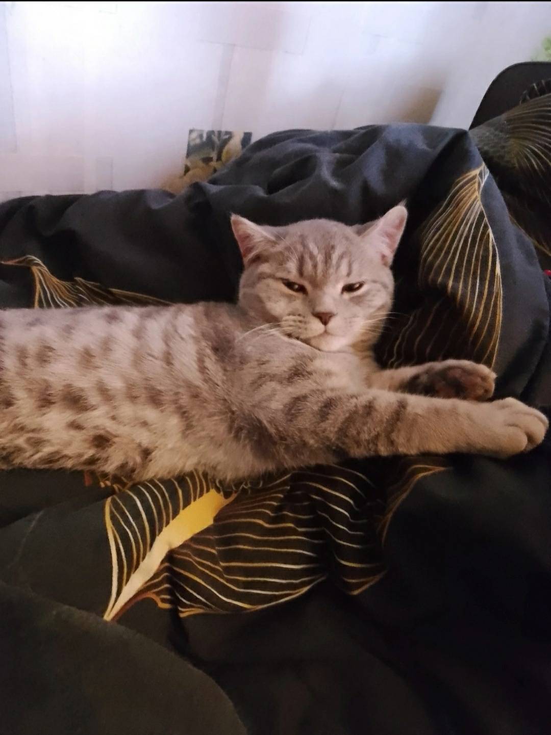 Пропал кот г. Вытегра кто виде...