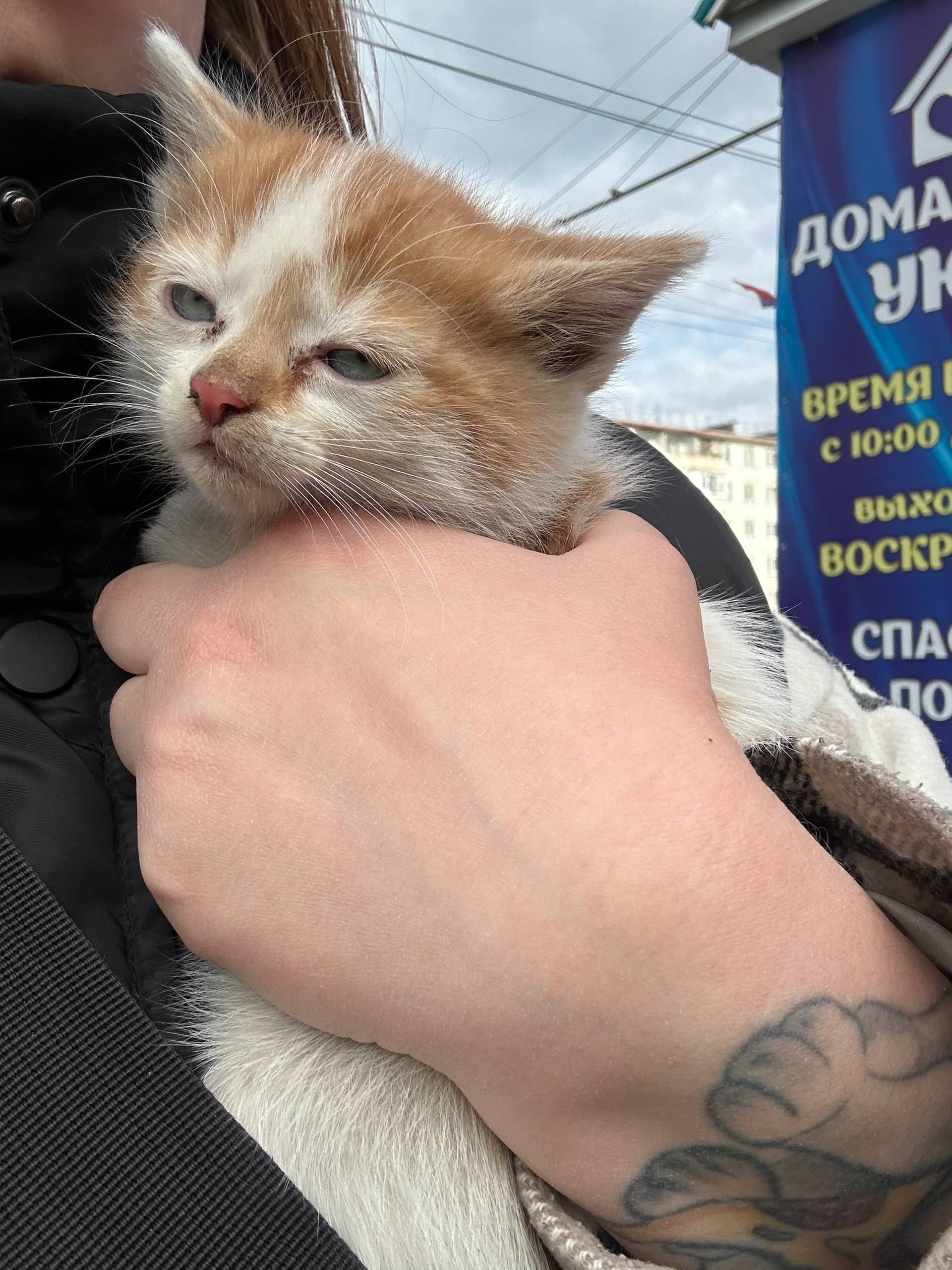 Найдена кошка: котенок. Помыли...