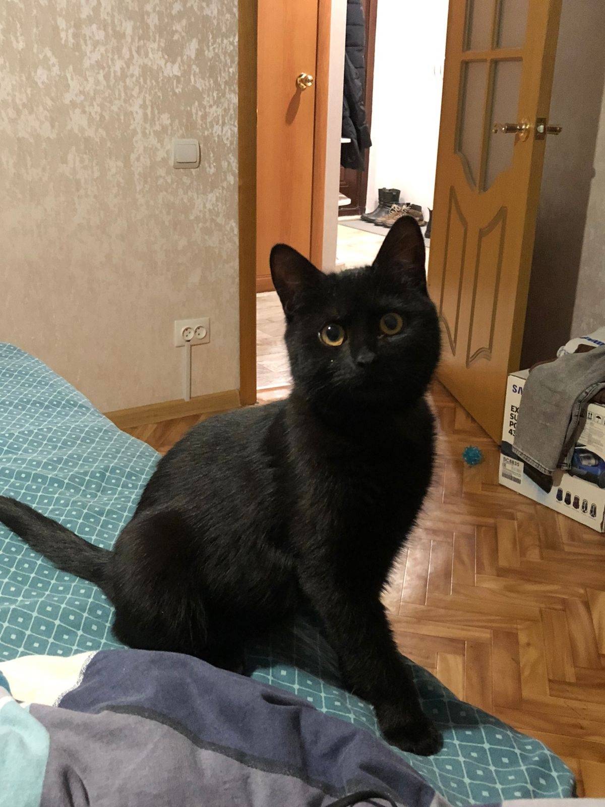 Здравствуйте. Пропал кот, в се...